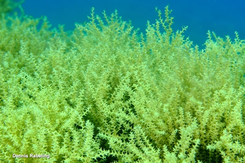 Gongolaria abies-marina observed 2026-06-25