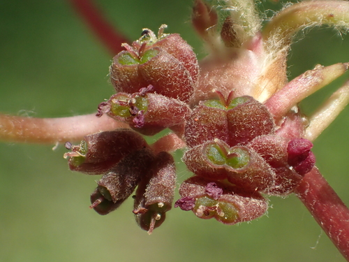 Centella asiatica