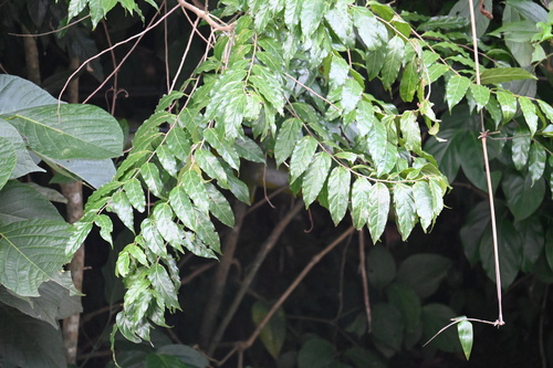 Casearia arborea, 2026-06-10