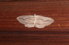 Austrocidaria gobiata