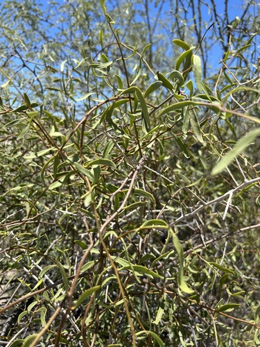 Vallesia glabra, photograph 6