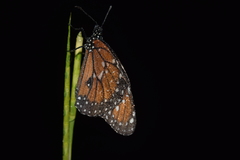 Danaus eresimus plexaure