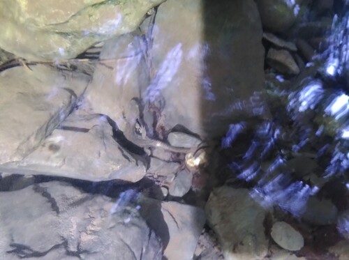 Pyrenean Brook Salamander