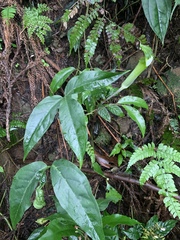 Arisaema grapsospadix
