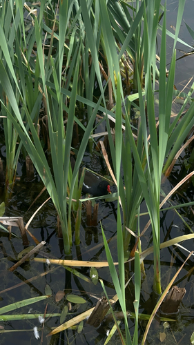 Common Moorhen