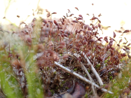 Funaria flavicans