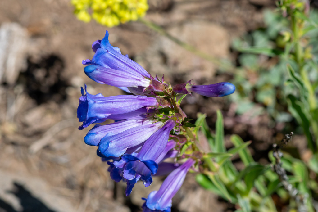 Penstemon speciosus; photograph author not stated, no rights reserved