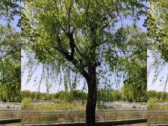 Salix babylonica