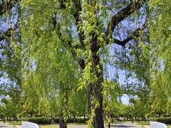 Salix babylonica