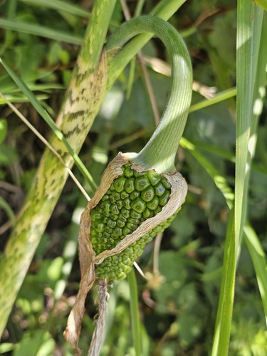Arisaema formosanum observed 2026-06-24