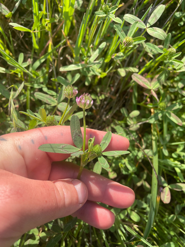 Trifolium ciliolatum