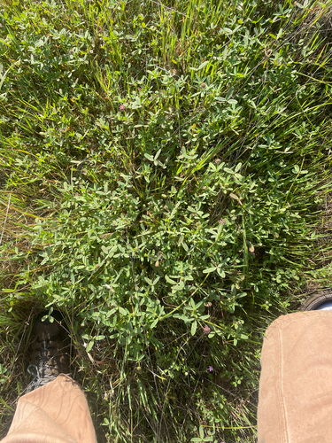 Trifolium ciliolatum, photograph 2