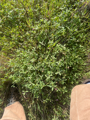 Trifolium ciliolatum, photograph (c) mel letterman, some rights reserved (CC BY)