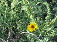 Helianthus annuus