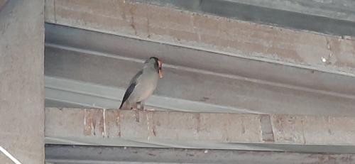 Bank Myna