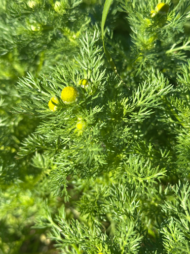 pineapple-weed