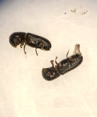 Xyleborinus attenuatus