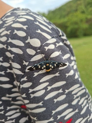 Nine-spotted Moth