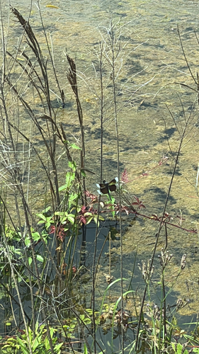 Widow Skimmer