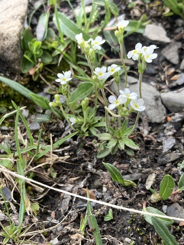 Androsace obtusifolia (Androsace obtusifolia)