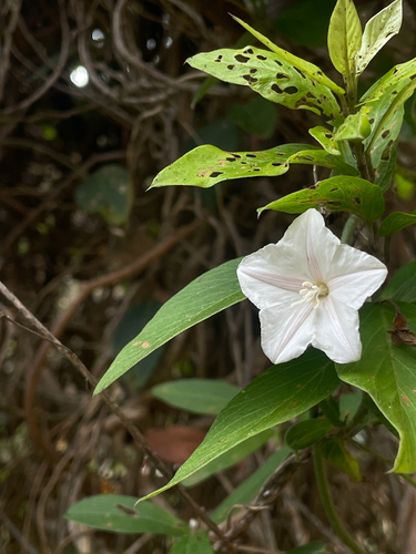 Convolvulus volubilis