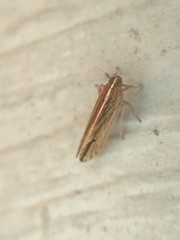 Stenocranus dorsalis