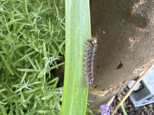 Spongy Moth