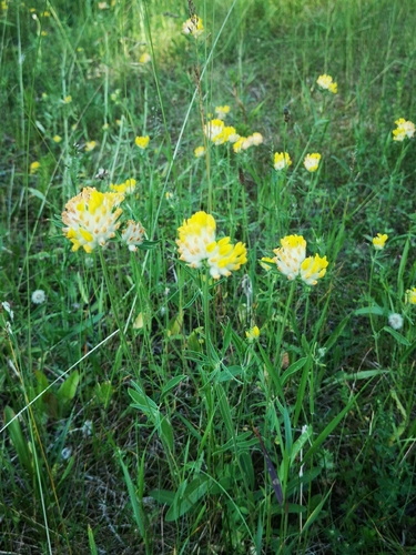 Paprastasis perluotis