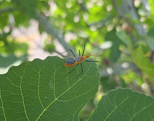 Milkweed Assassin Bug