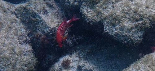 Red squirrelfish (Sargocentron hastatum) — Holocentridae — 3