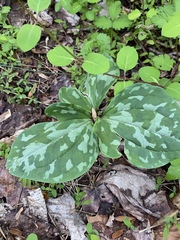 Trillium cuneatum
