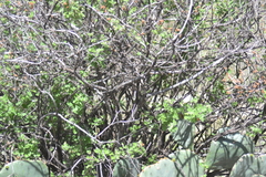 Rhus aromatica pilosissima