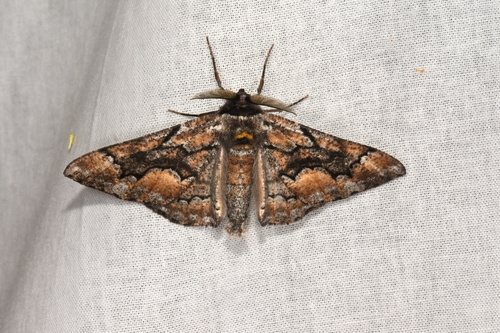 Phaeoura mexicanaria photo 5