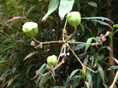 Bomarea salsilla (Bomarea salsilla)