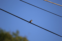 Psaltriparus minimus