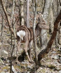 Cervus nippon centralis