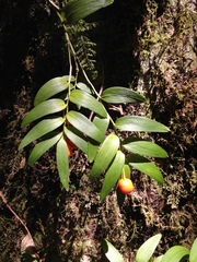 (c) nitsuga74, some rights reserved (CC BY) Luzuriaga radicans, photograph (c) nitsuga74, some rights reserved (CC BY)