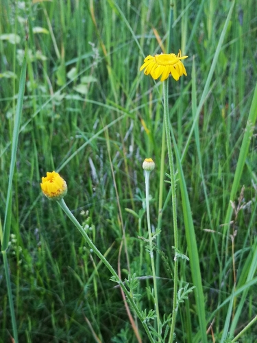 Geltonasis bobramunis