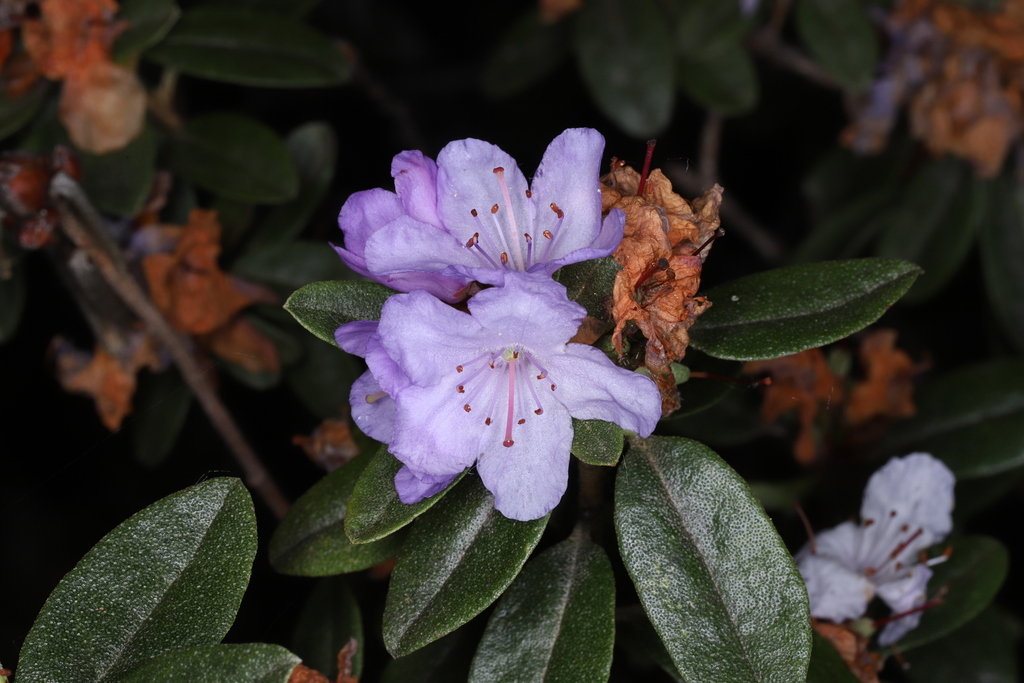 Rhododendron hippophaeoides