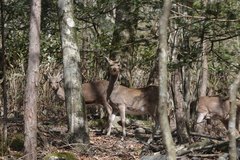 Cervus nippon centralis