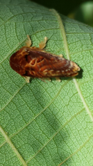Pseudanapaea denotata