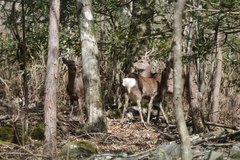 Cervus nippon centralis