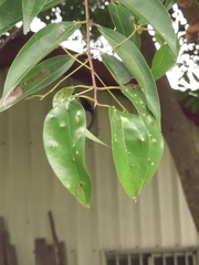Cinnamomum burmanni