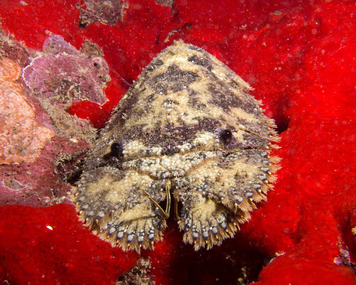 Photo of Antarctic Slipper Lobster (Parribacus antarcticus)