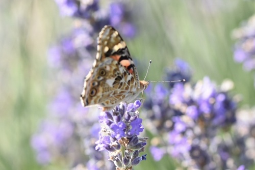 Painted Lady