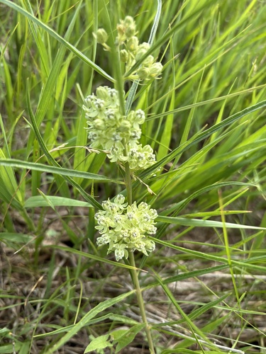 slimleaf milkweed