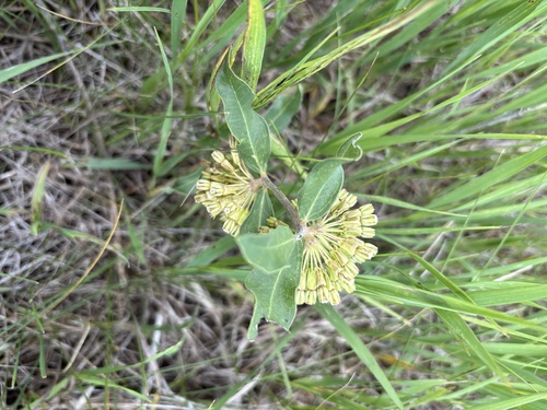 green comet milkweed
