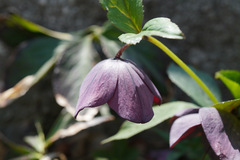 Helleborus orientalis