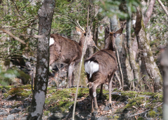 Cervus nippon centralis