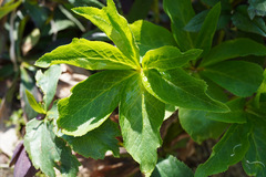 Helleborus orientalis